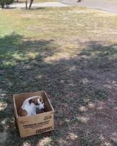 abandoned dog house