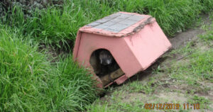 abandoned dog house