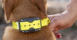 dog care shock collar manual